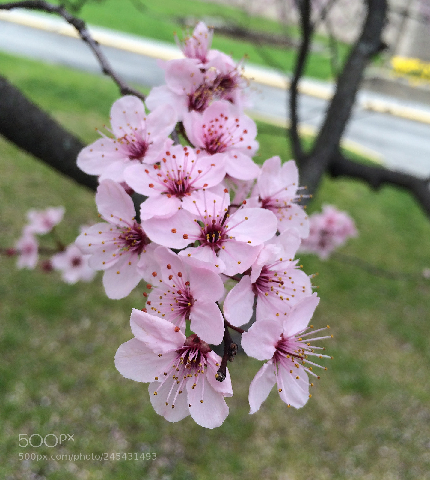 Apple iPhone 5s sample photo. Flowers. found this cluster photography