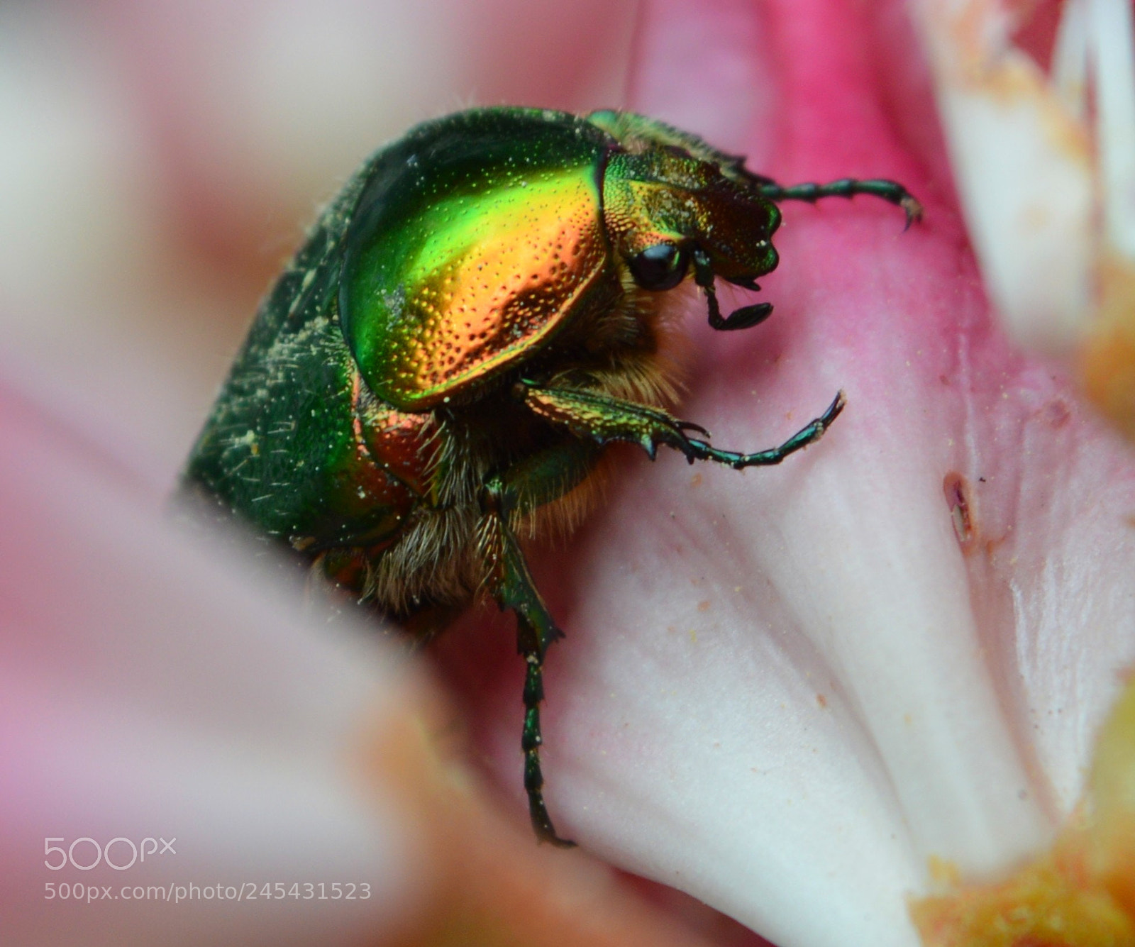 Nikon D3200 sample photo. Curious beetle photography