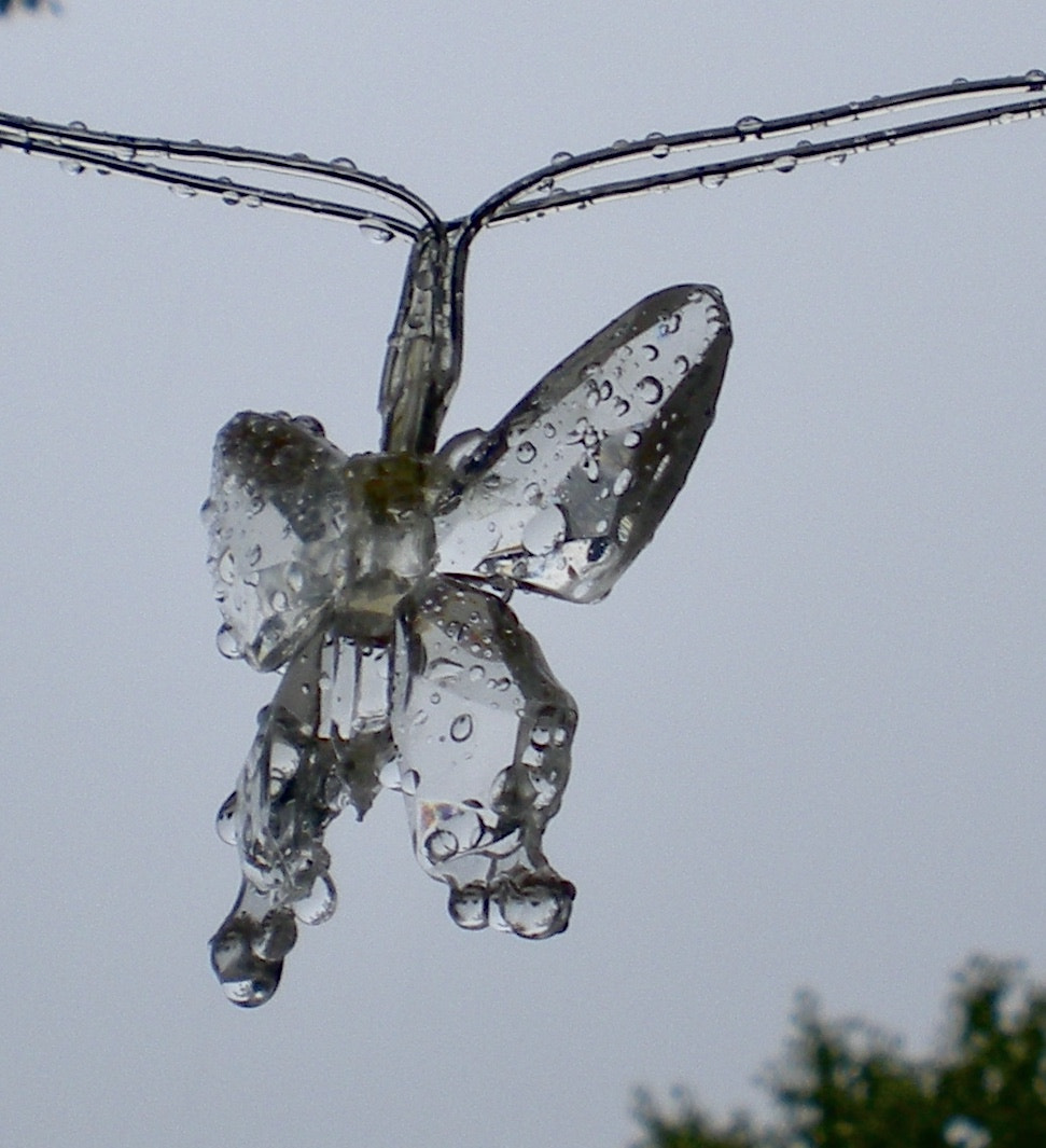 Nikon Coolpix S210 sample photo. Glasbutterfly in rain photography