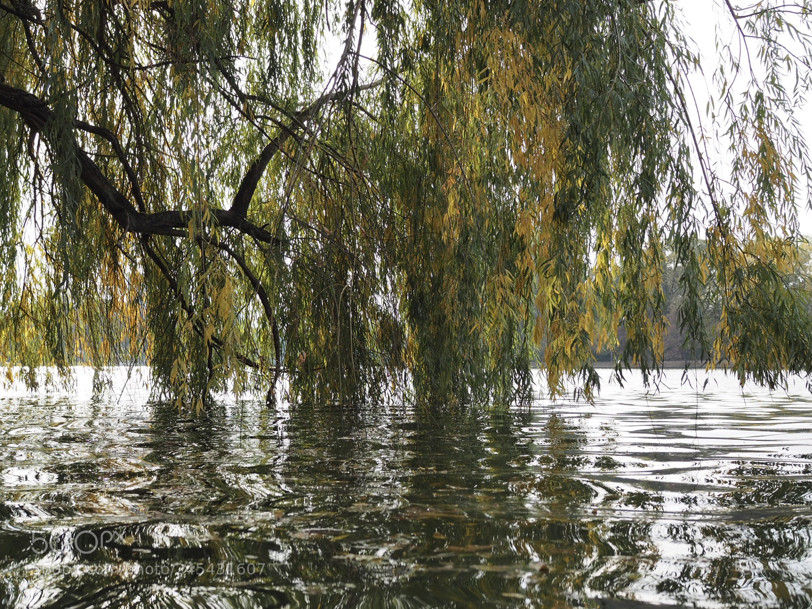Olympus PEN E-PL7 sample photo. Weeping willows photography