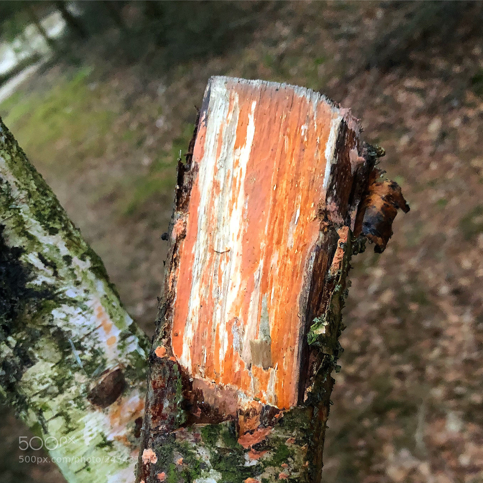 Apple iPhone 8 Plus sample photo. Nice colours of wood photography