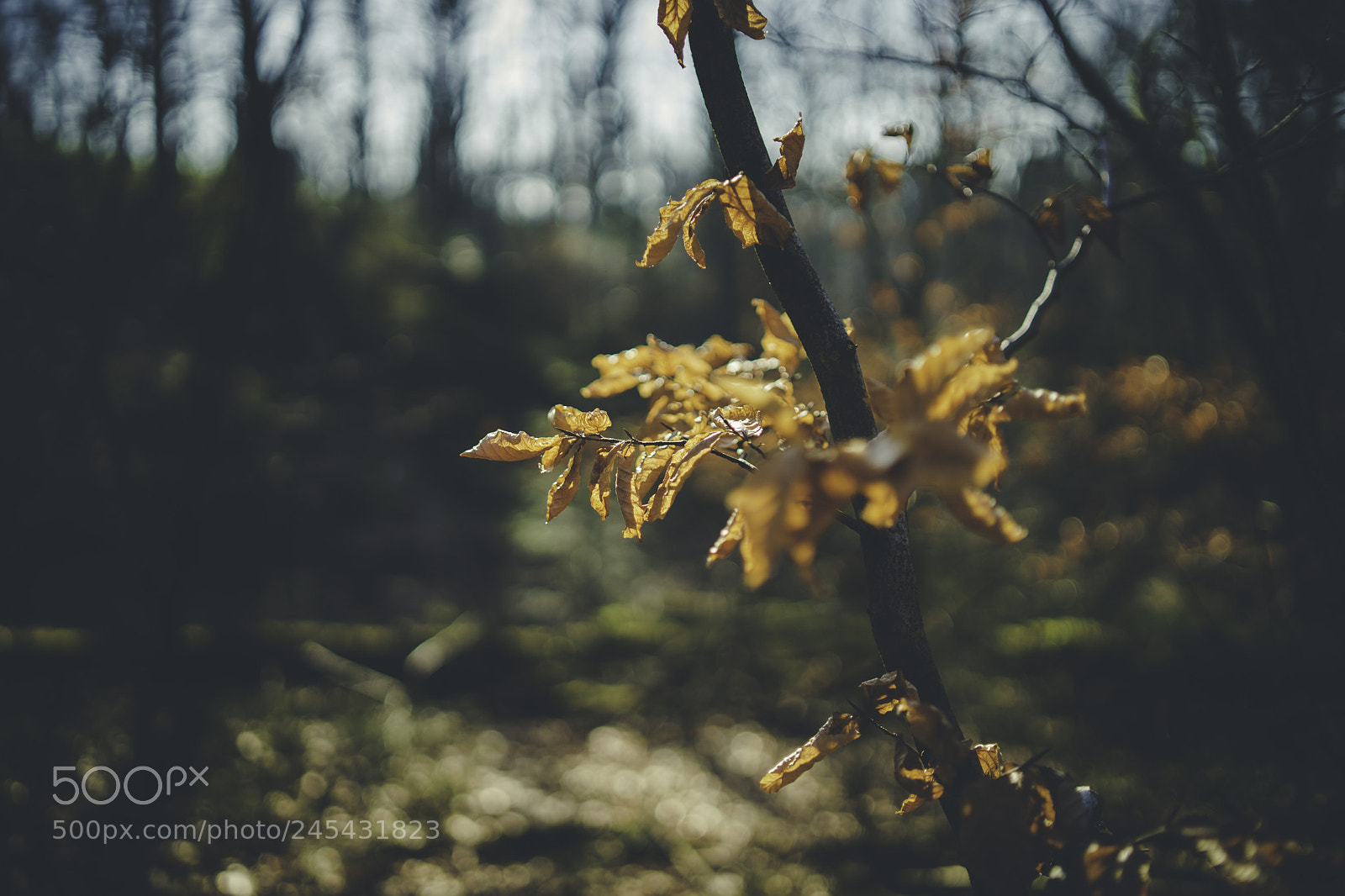 Sony a7 II sample photo. Sculpture garden photography
