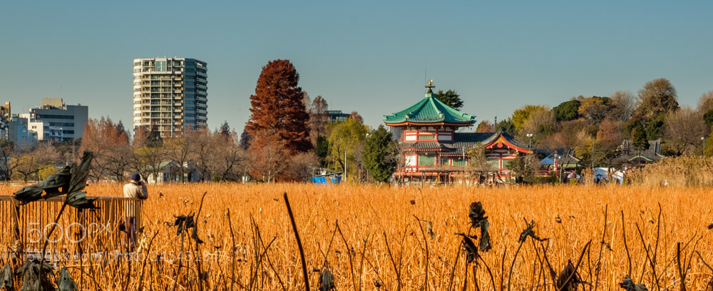Fujifilm X-T2 sample photo. Shinobazuno pond photography