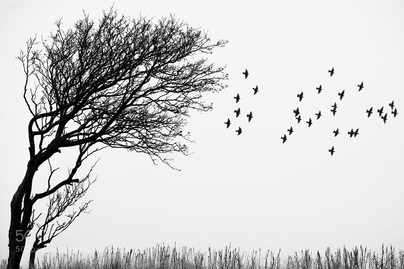 Nikon D7100 sample photo. The tree photography