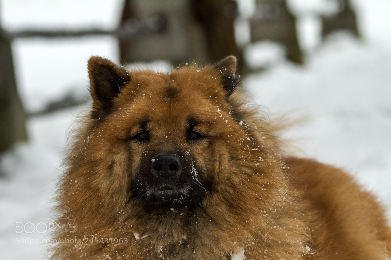 Canon EOS 50D sample photo. Dita photography