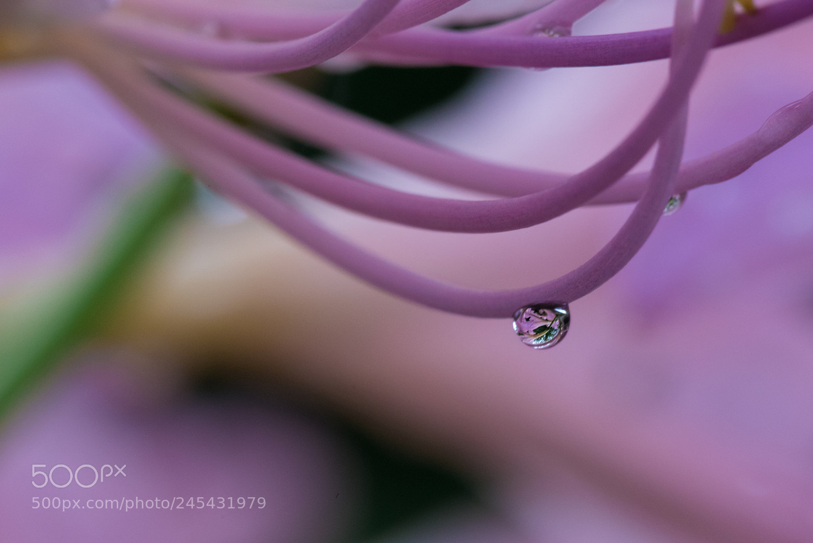 Pentax K-1 sample photo. Dripdrip photography