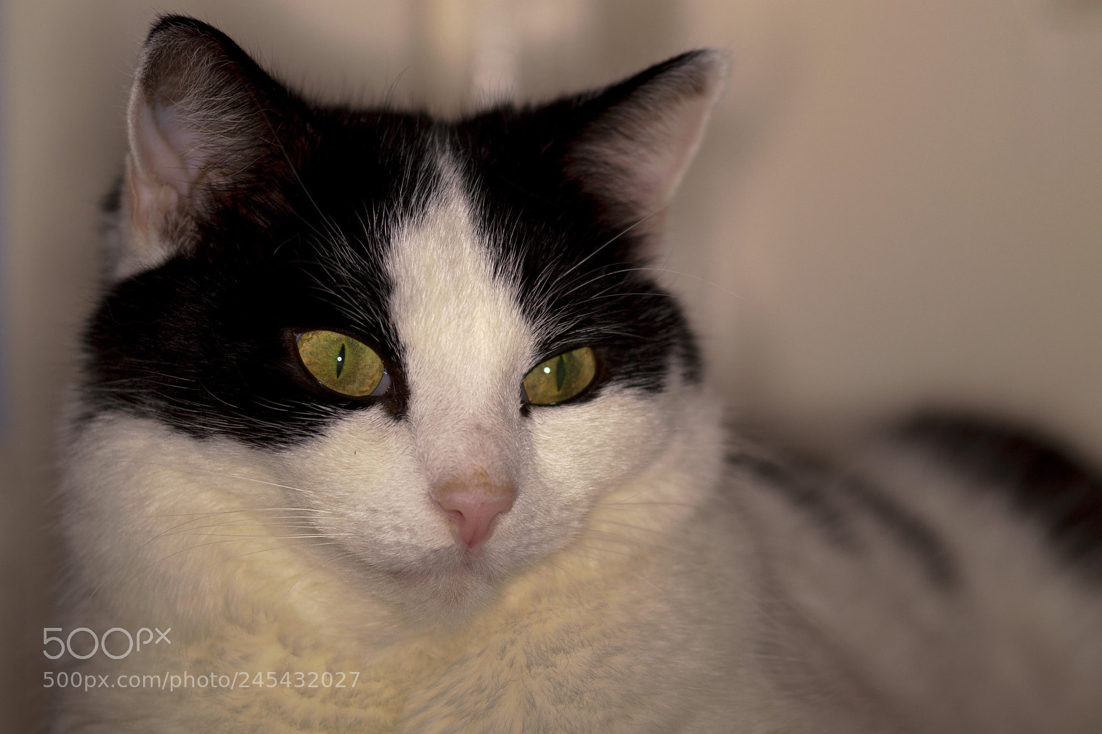 Nikon D3200 sample photo. Daisy photography