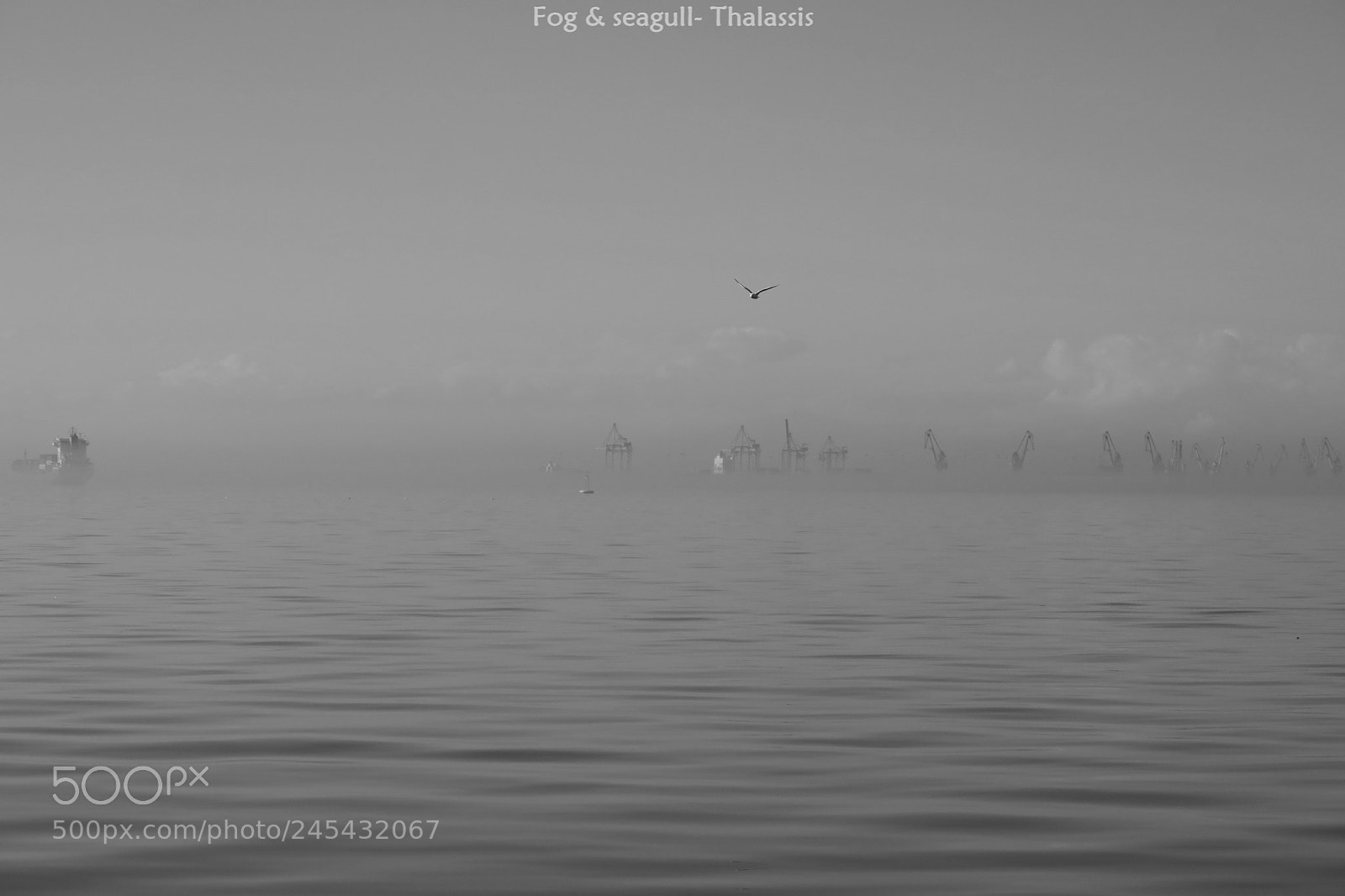 Canon PowerShot G7 X sample photo. Fog & seagull photography