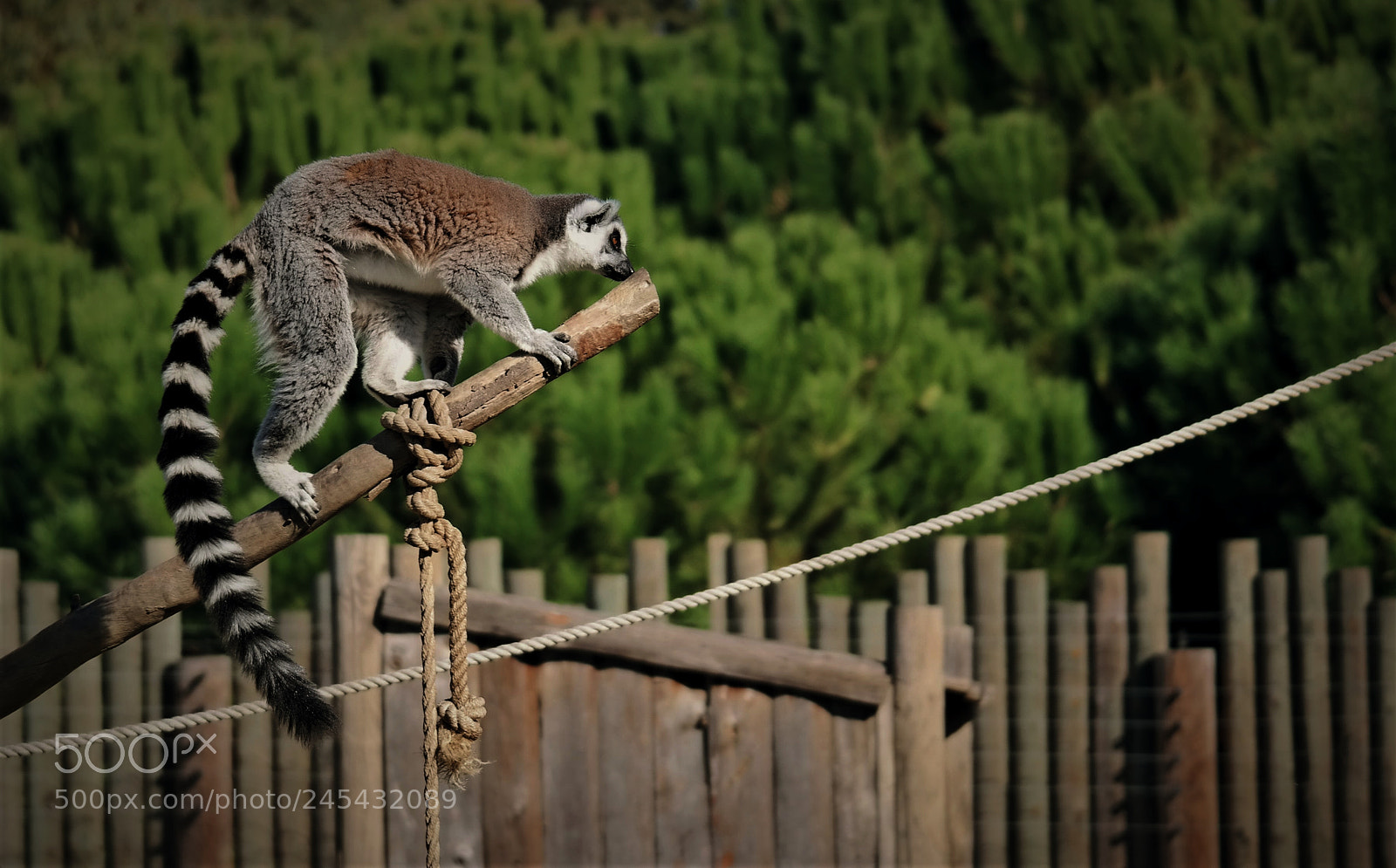 Samsung NX300 sample photo. Lemur photography