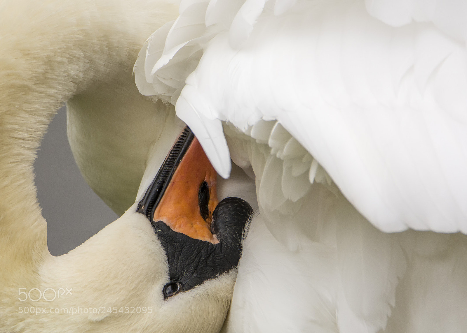Nikon D7100 sample photo. Mute swan photography