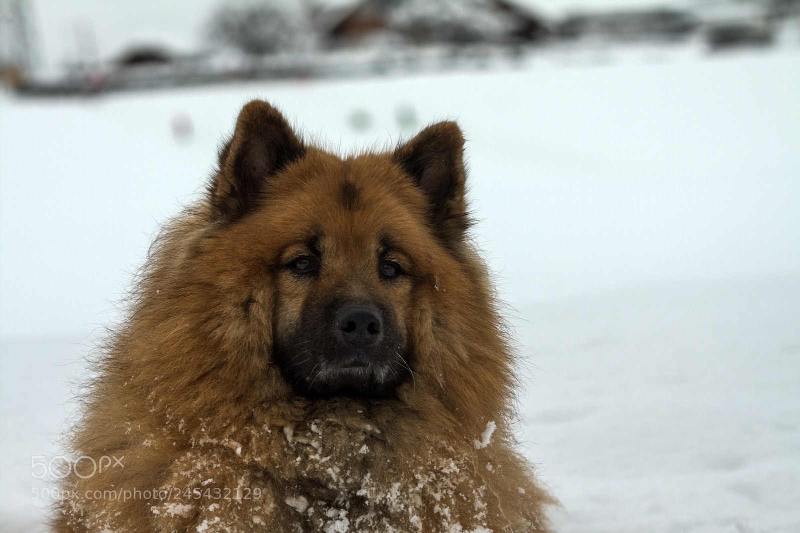 Canon EOS 50D sample photo. Img photography