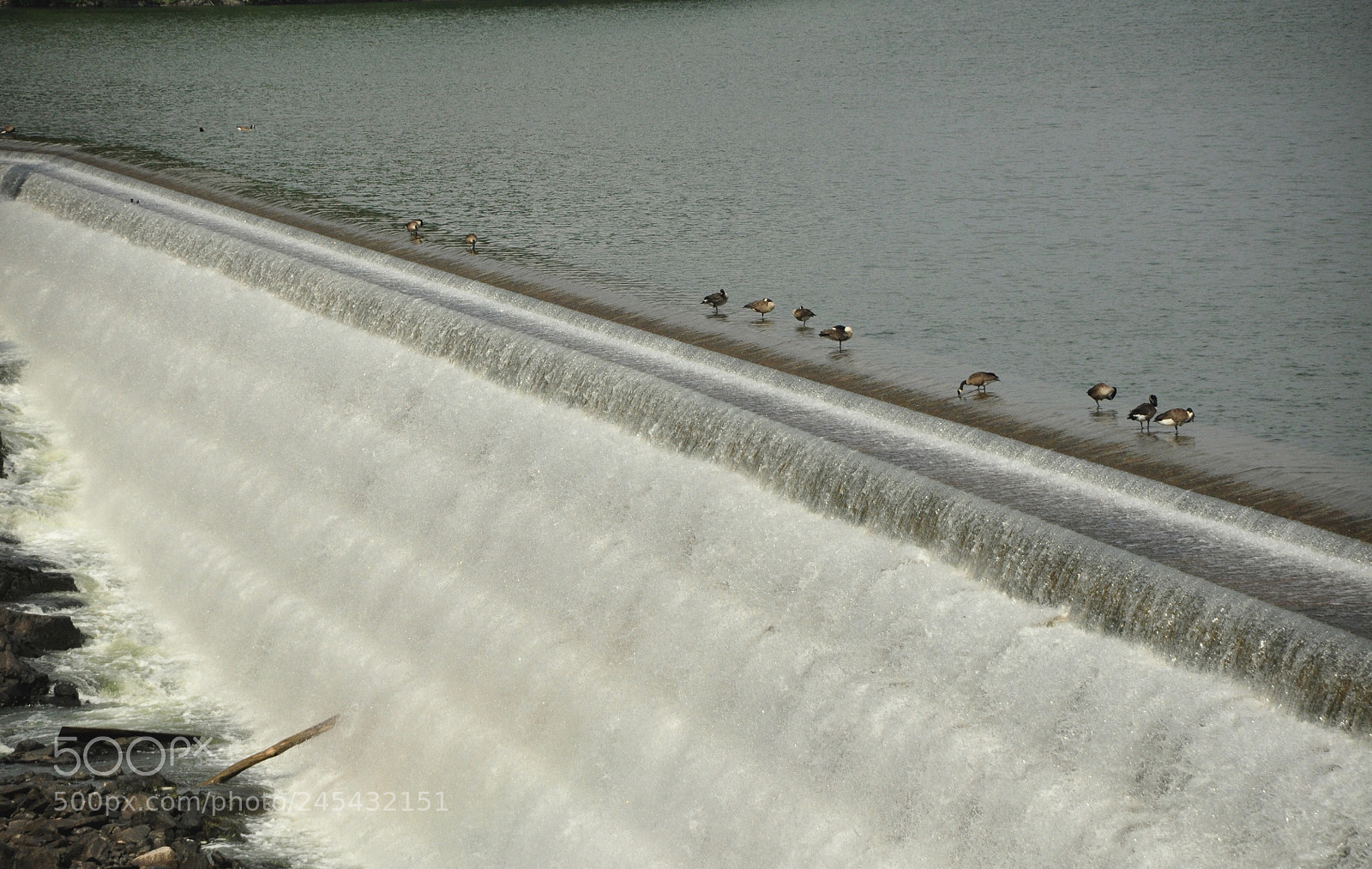 Nikon D90 sample photo. Geese at the gorge photography