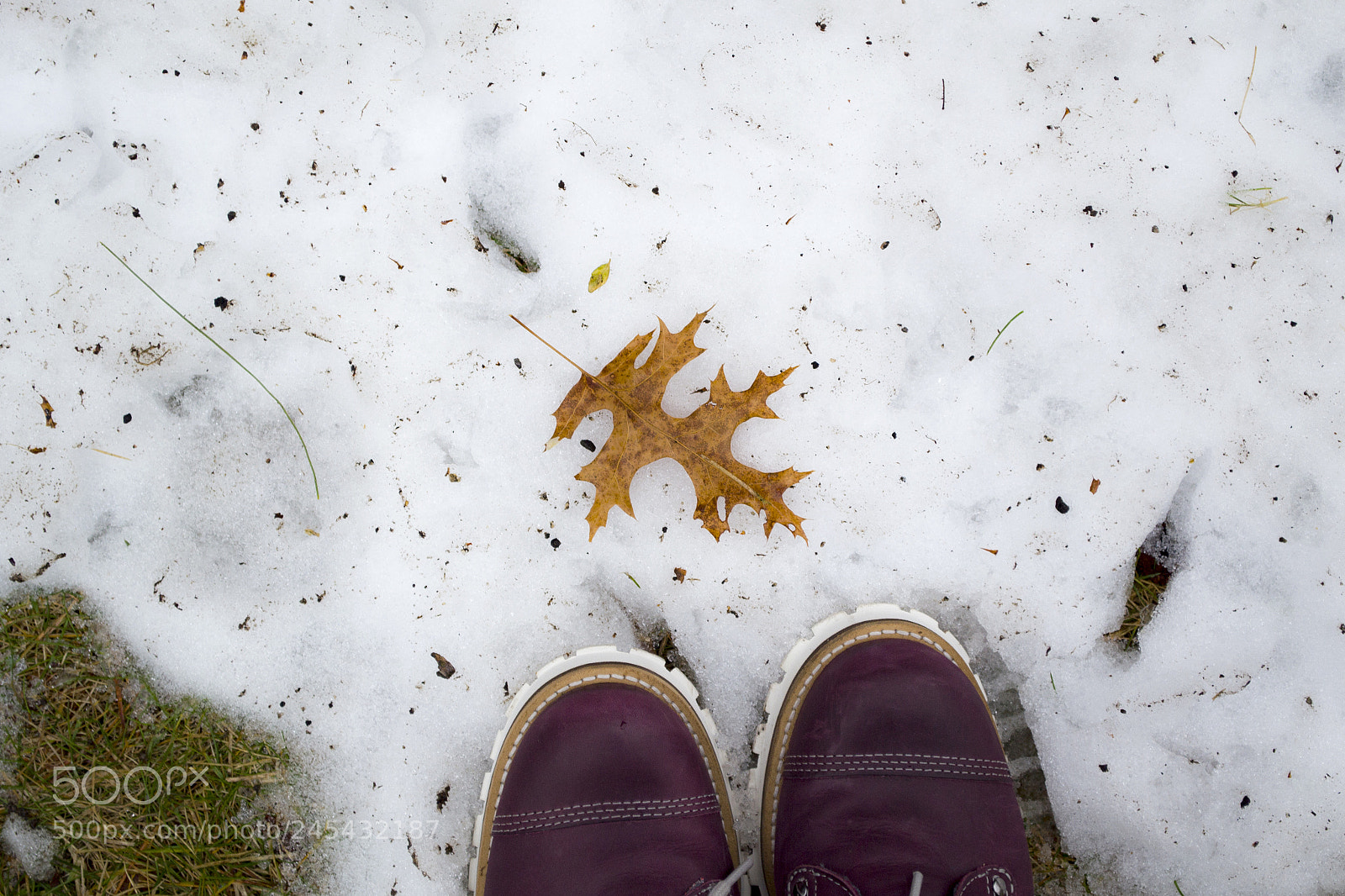 Nikon D3100 sample photo. The lonely leaf photography