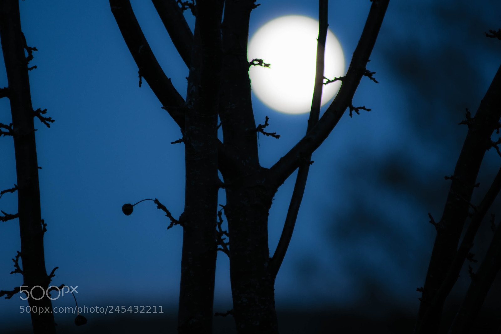 Nikon D5500 sample photo. Moon caged photography