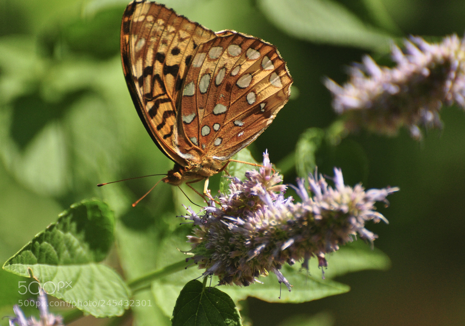 Nikon D90 sample photo. This little butterfly was photography