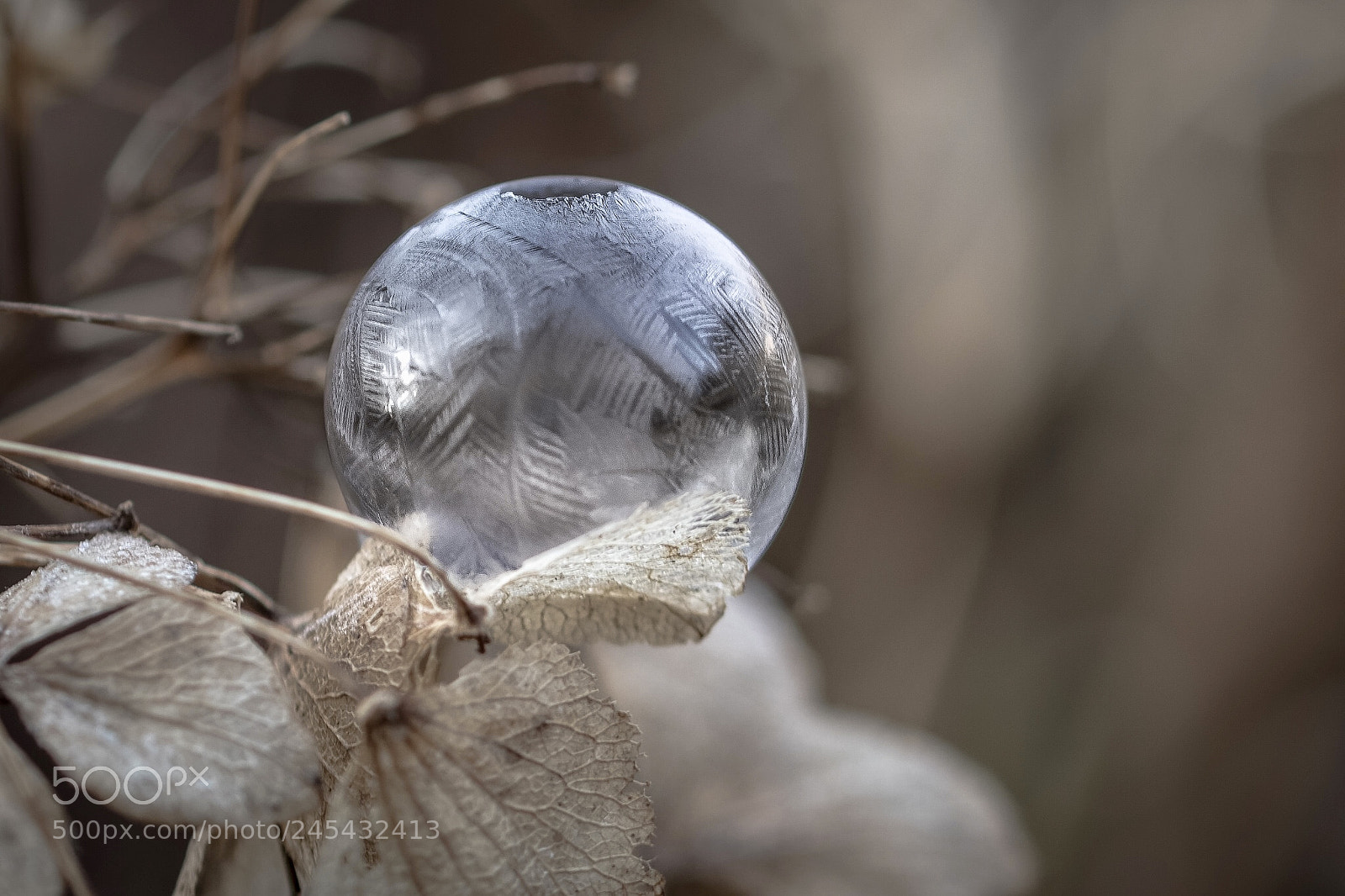 Canon EOS 7D Mark II sample photo. Untitled photography