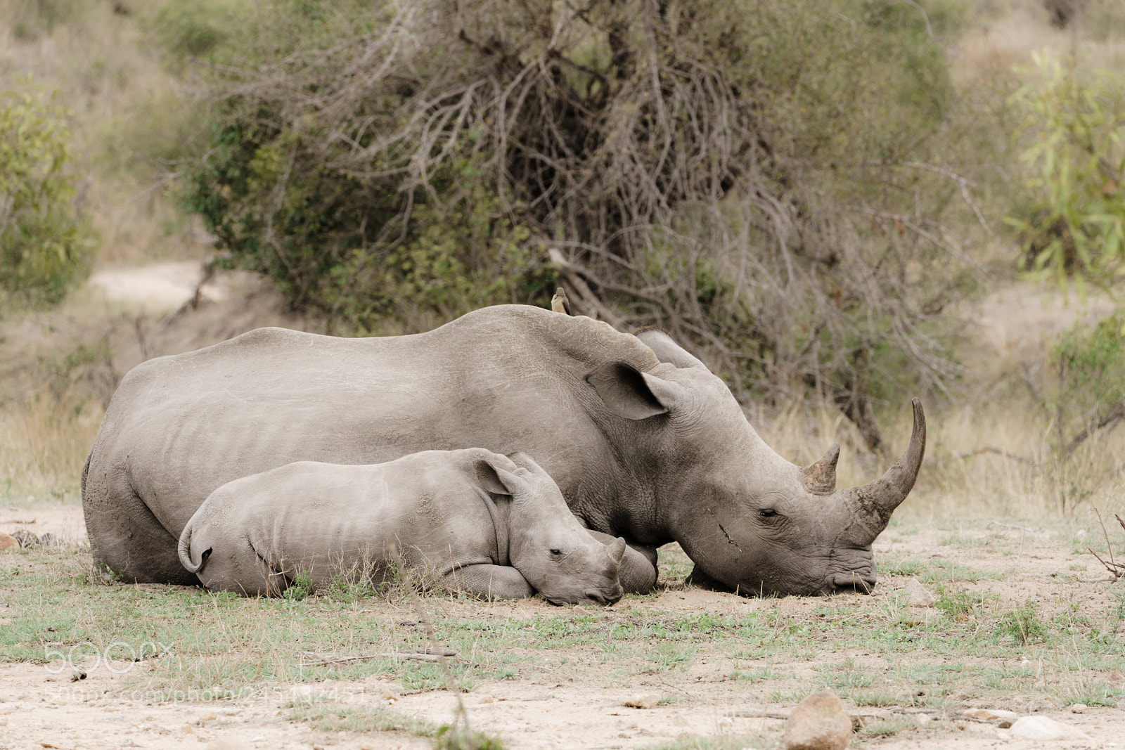 Sony a7R II sample photo. Mom and baby rhino photography