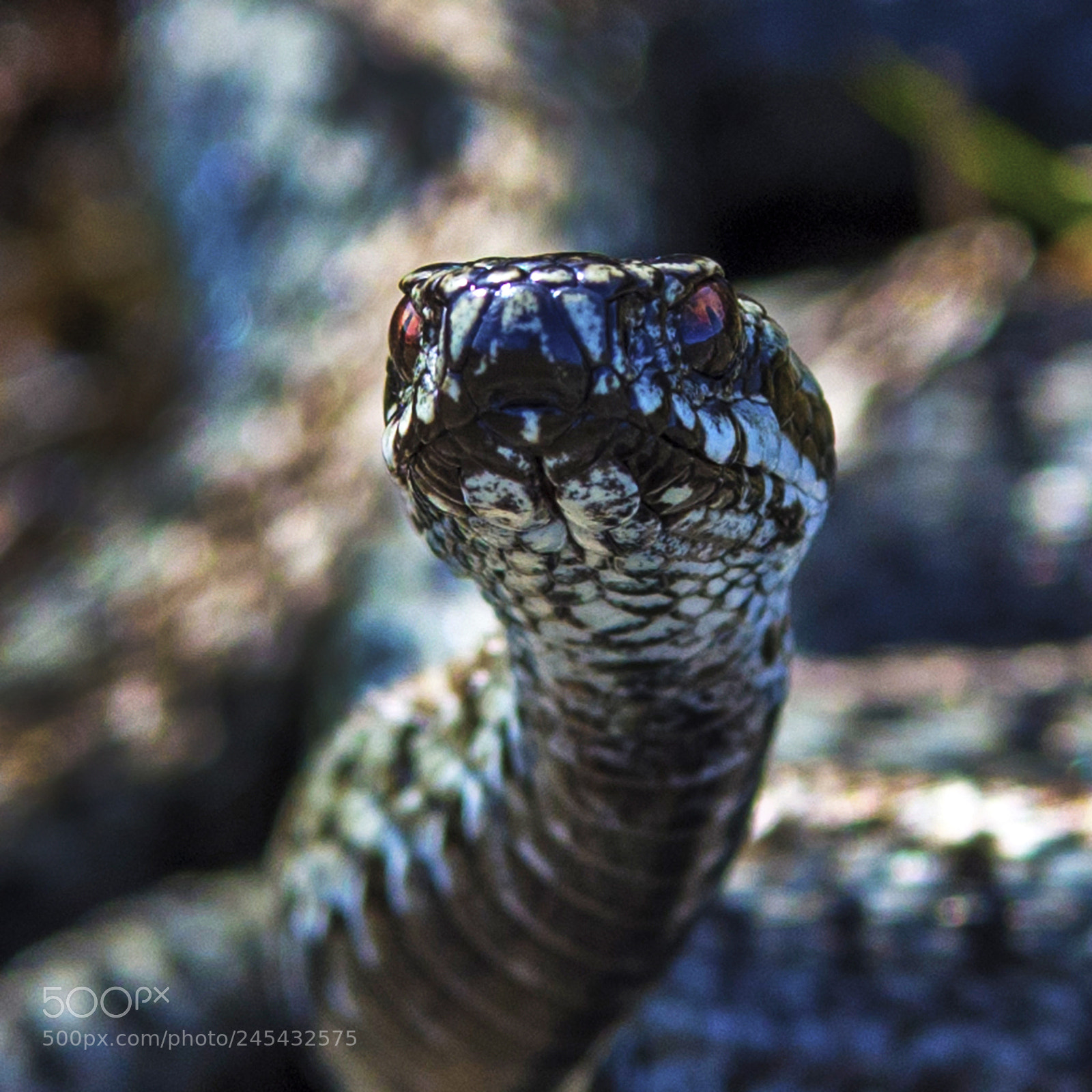 Pentax K-1 sample photo. Snake photography