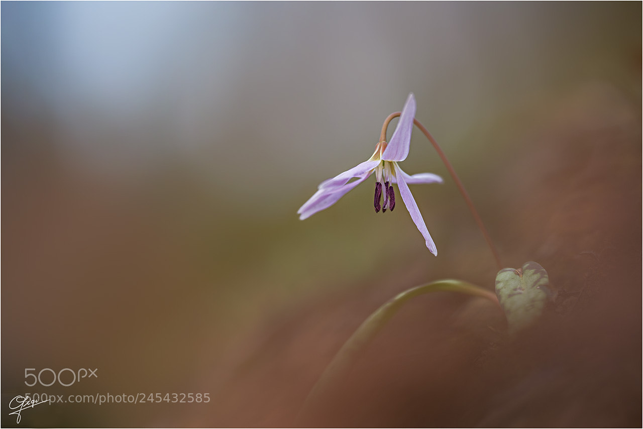 Nikon D610 sample photo. Erithronium dens canis photography