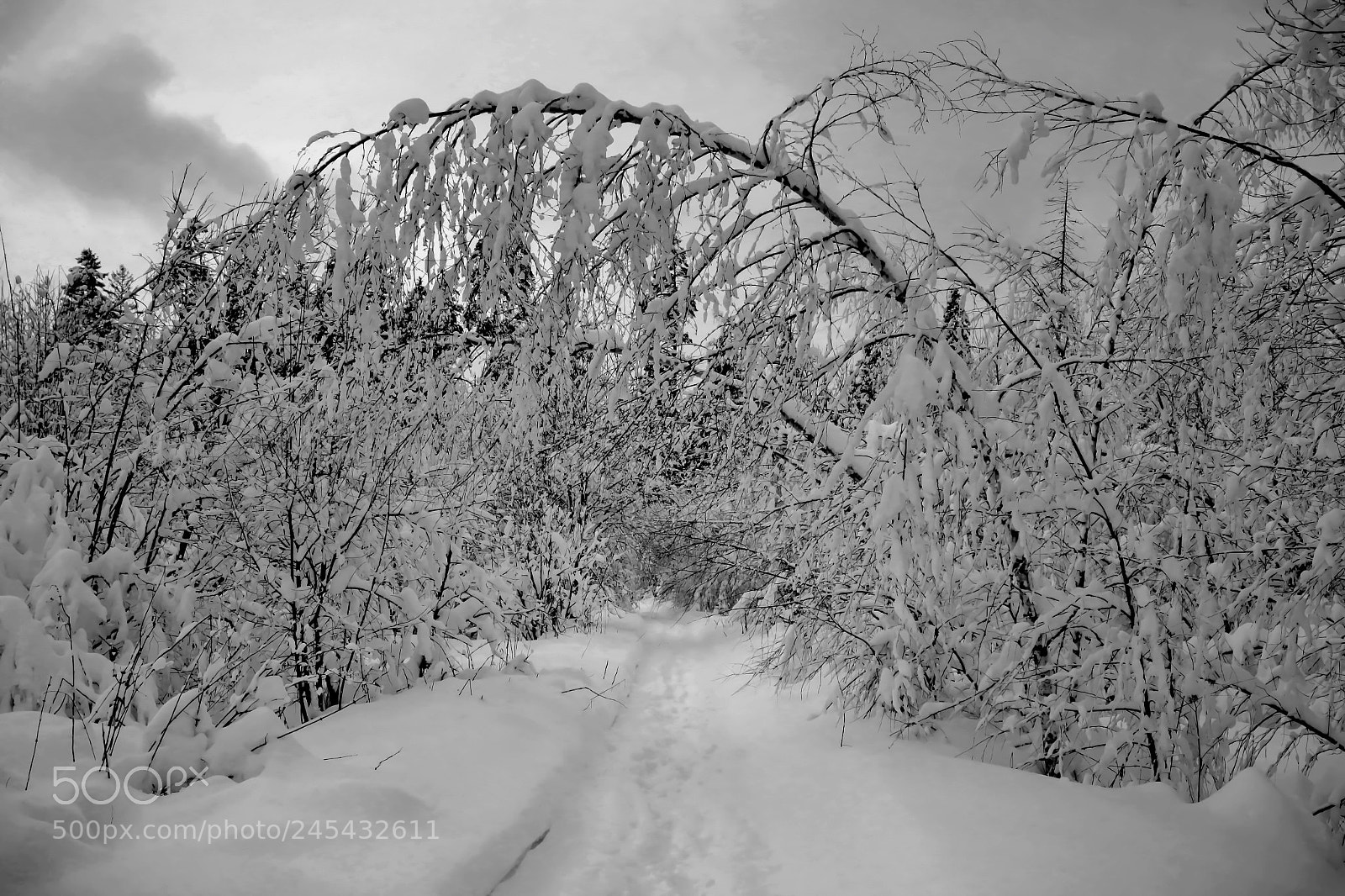 Canon EOS 650D (EOS Rebel T4i / EOS Kiss X6i) sample photo. Winter forest photography
