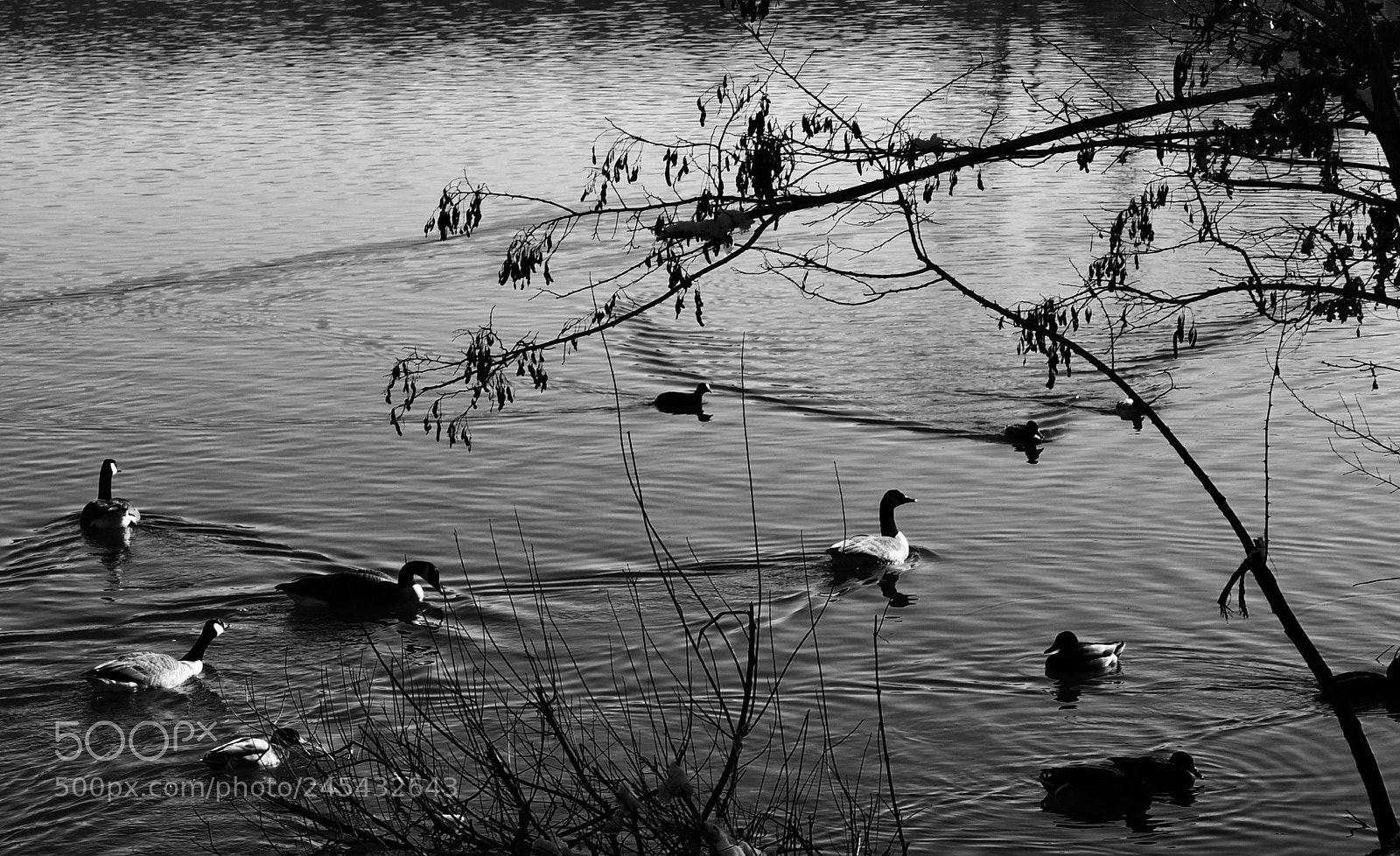 Nikon D7500 sample photo. Winter swimming ... photography