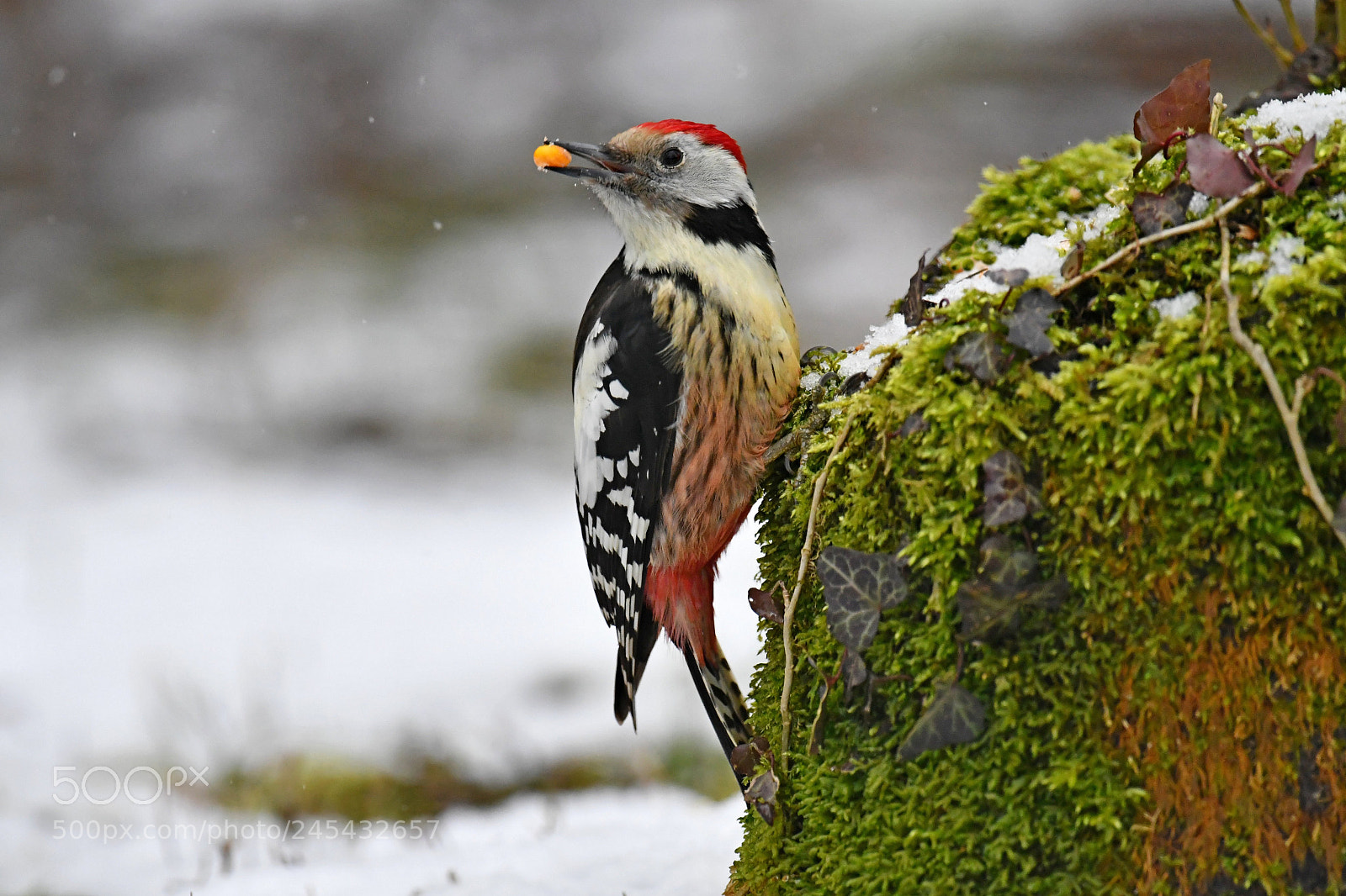 Nikon D500 sample photo. Middle spotted woodpecker photography