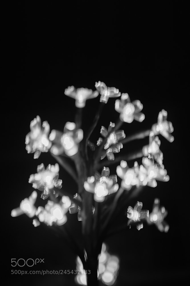 Nikon D7100 sample photo. A posteriori photography