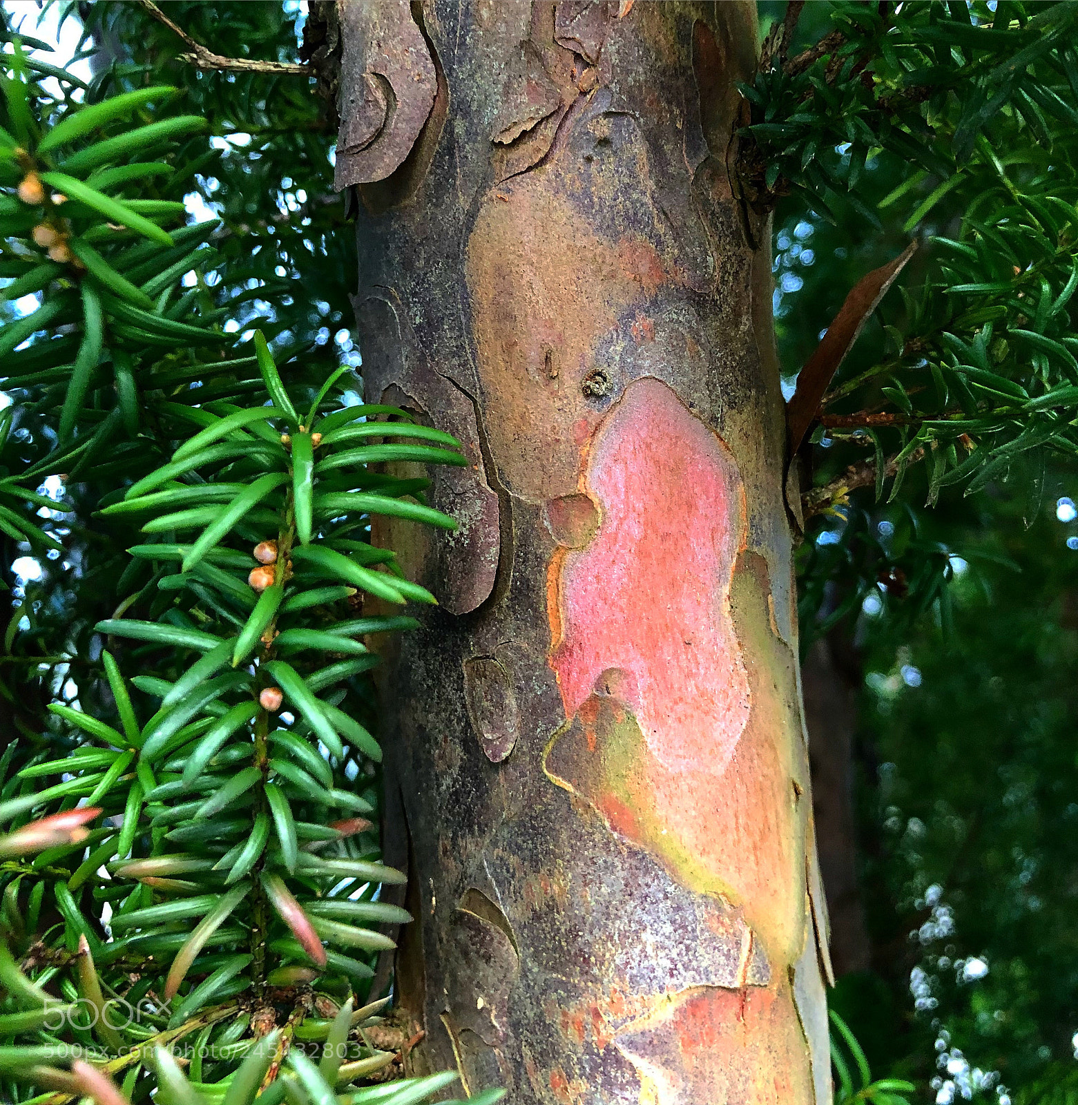 Apple iPhone 8 Plus sample photo. Fascinating coloursofwood in nature photography