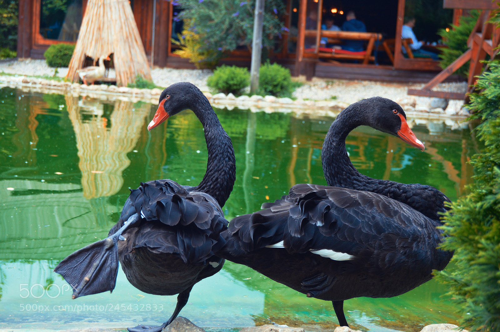 Nikon D3200 sample photo. Swan photography