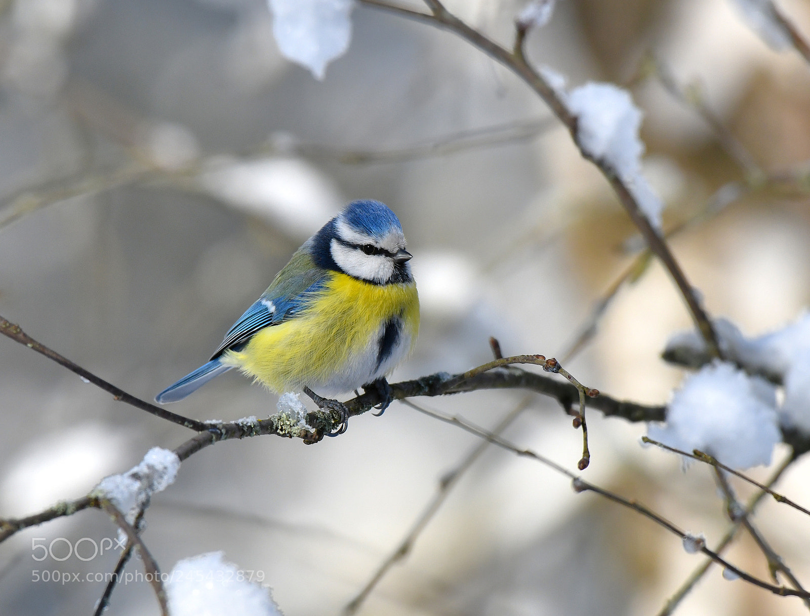Nikon D850 sample photo. Blue tit photography