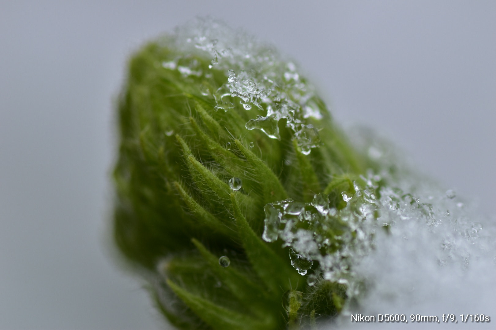 Nikon D5600 sample photo
