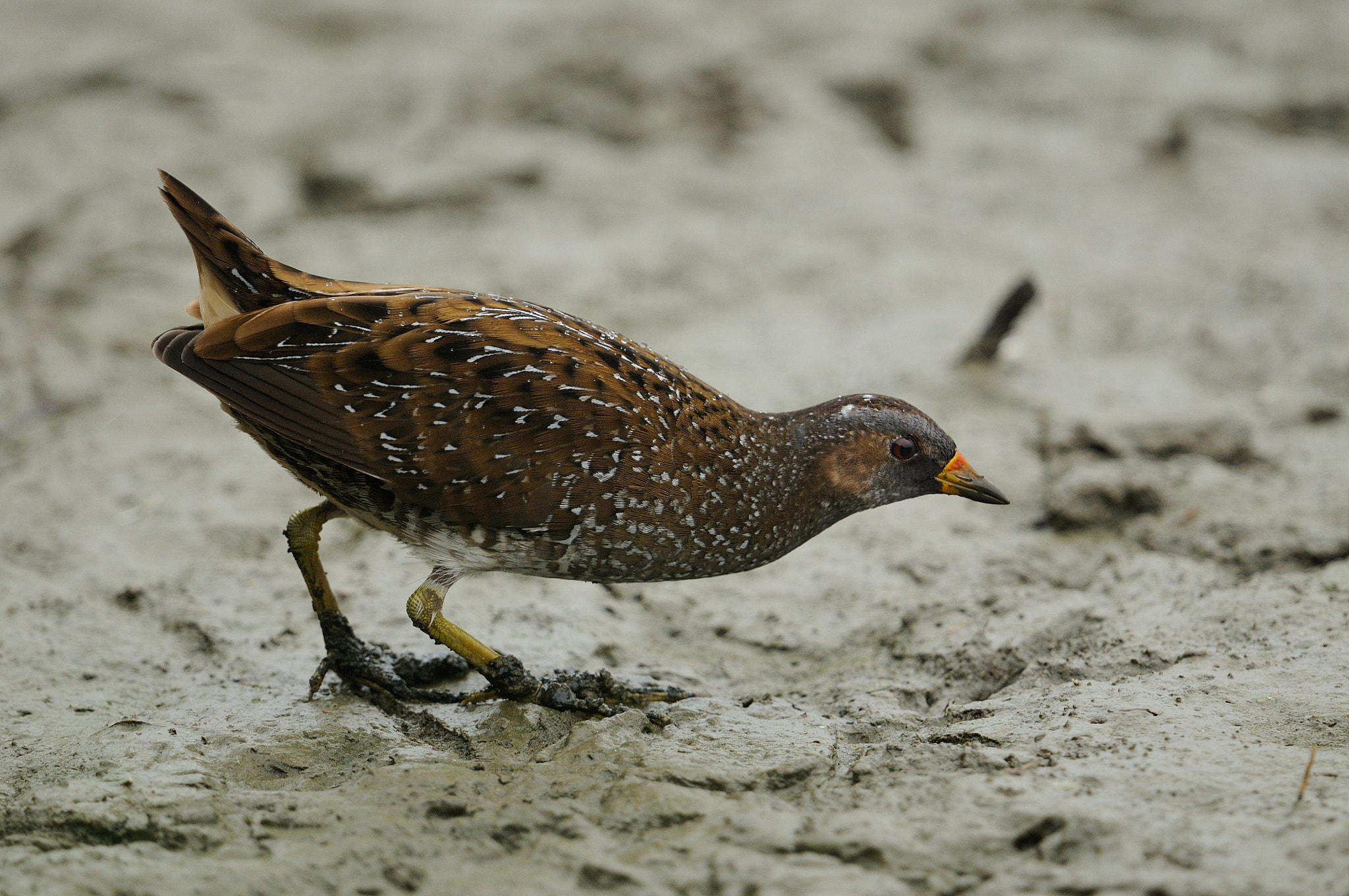 Nikon D300 + Nikon AF-S Nikkor 600mm F4G ED VR sample photo. Spotted crake / tüpfelsumpfhuhn photography