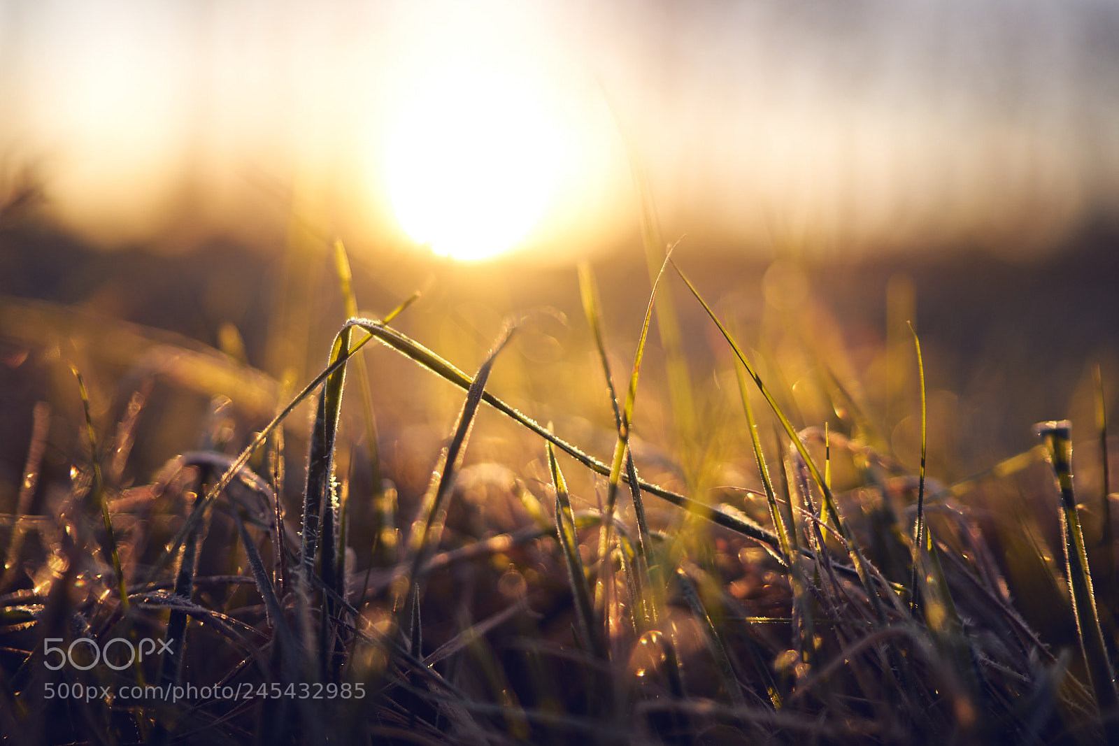 Sony a7R II sample photo. Day thirty nine photography