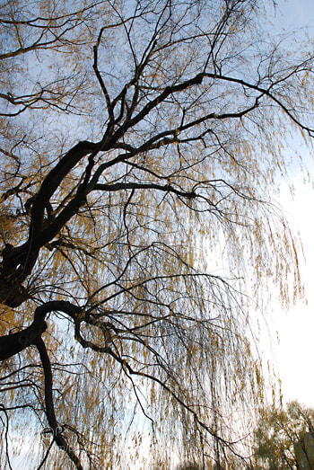 Nikon D60 sample photo. Td photography
