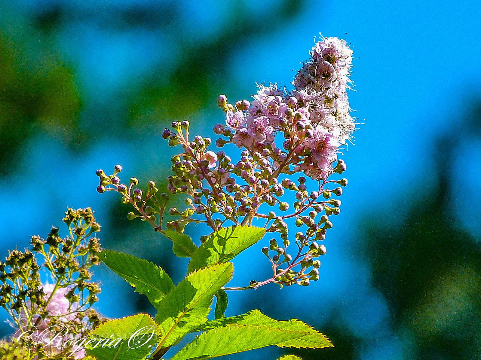 Panasonic Lumix DMC-FZ150 sample photo. () photography