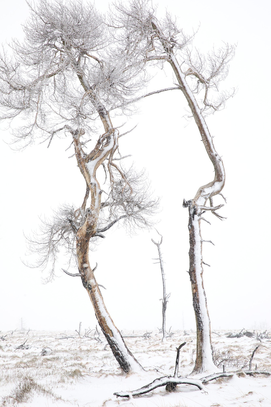 Canon EF 24-70mm F2.8L II USM sample photo. Noir flohay tree family photography