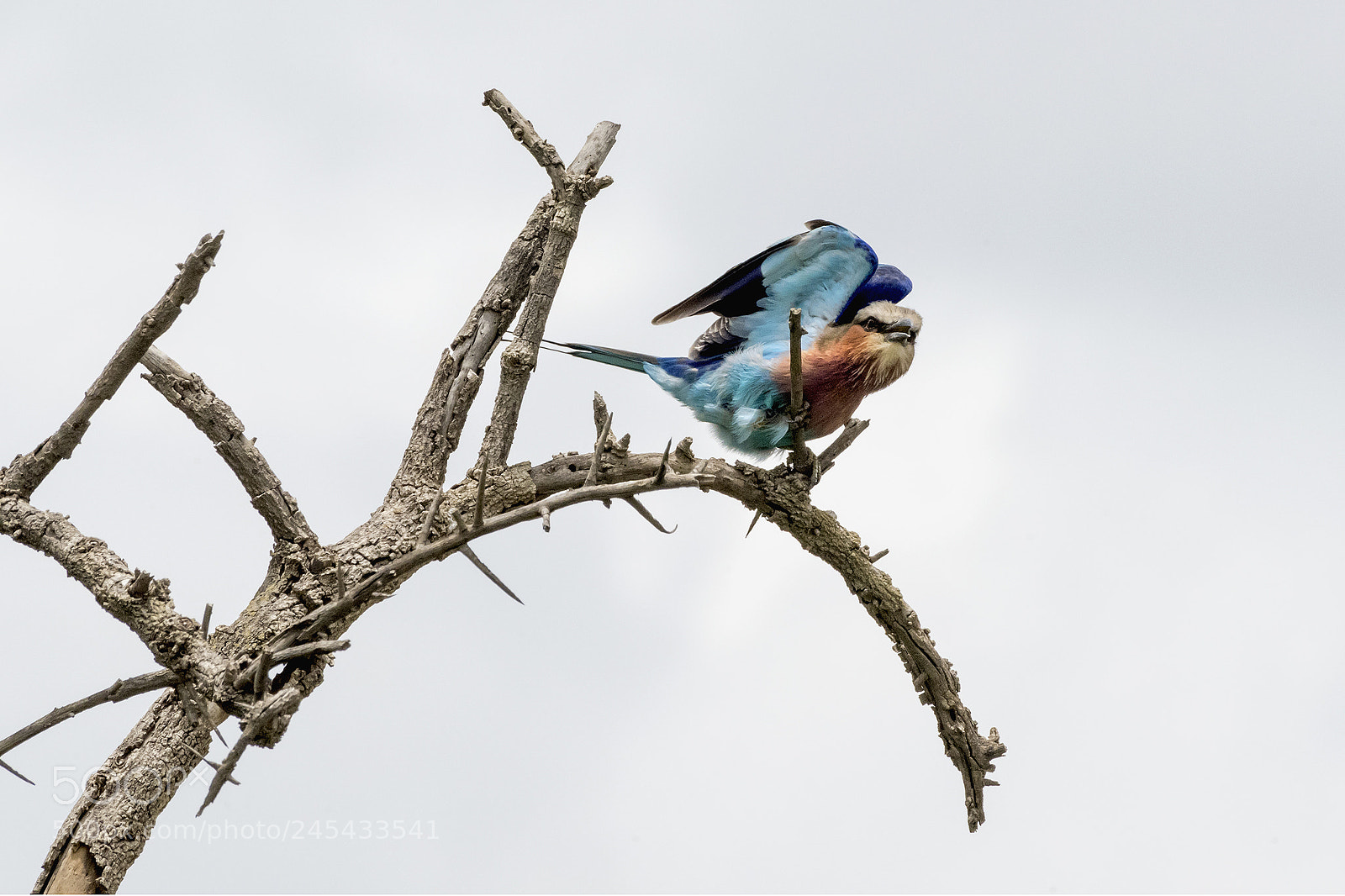 Nikon D810 sample photo. Ready to fly photography
