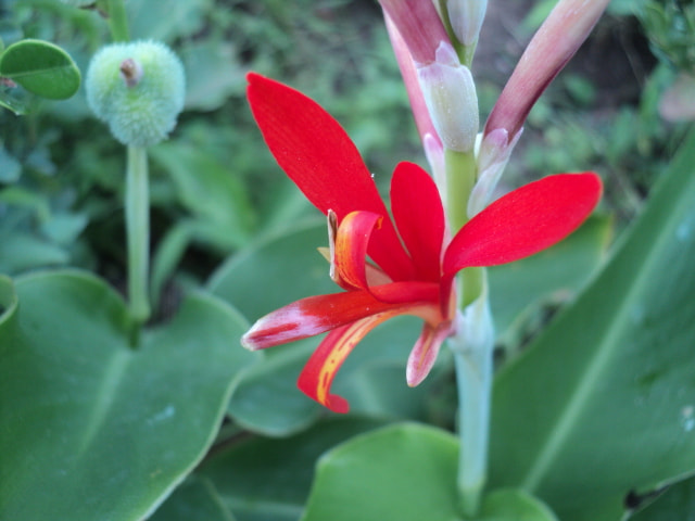 Sony DSC-S2100 sample photo. Flower photography