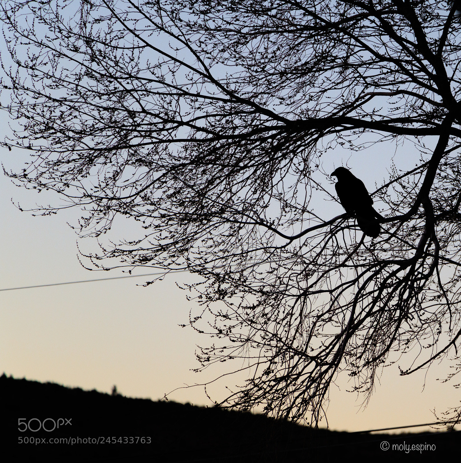 Canon EOS 7D Mark II sample photo. Morning crow photography