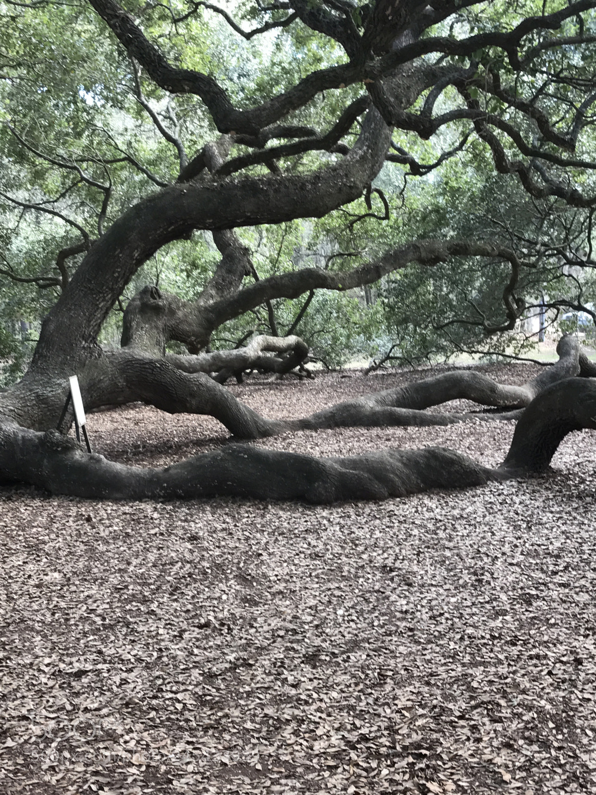 Apple iPhone 7 Plus sample photo. Angel oak tree photography