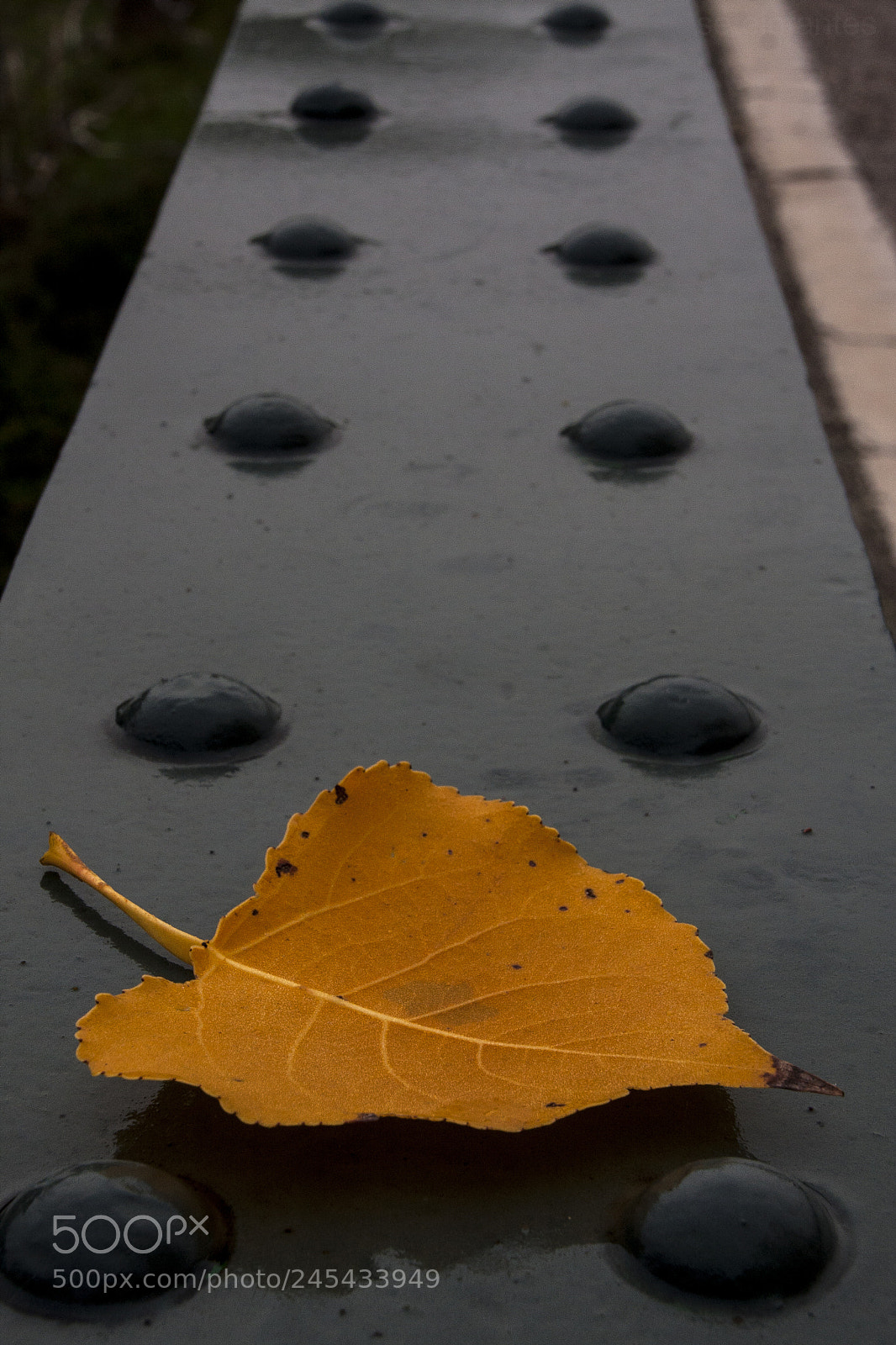 Canon EOS 40D sample photo. Hoja en puente hierro photography