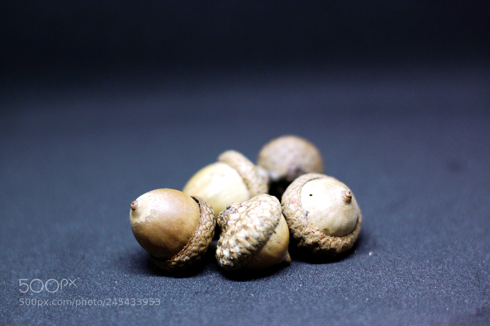 Canon EOS 500D (EOS Rebel T1i / EOS Kiss X3) sample photo. Acorn art photography