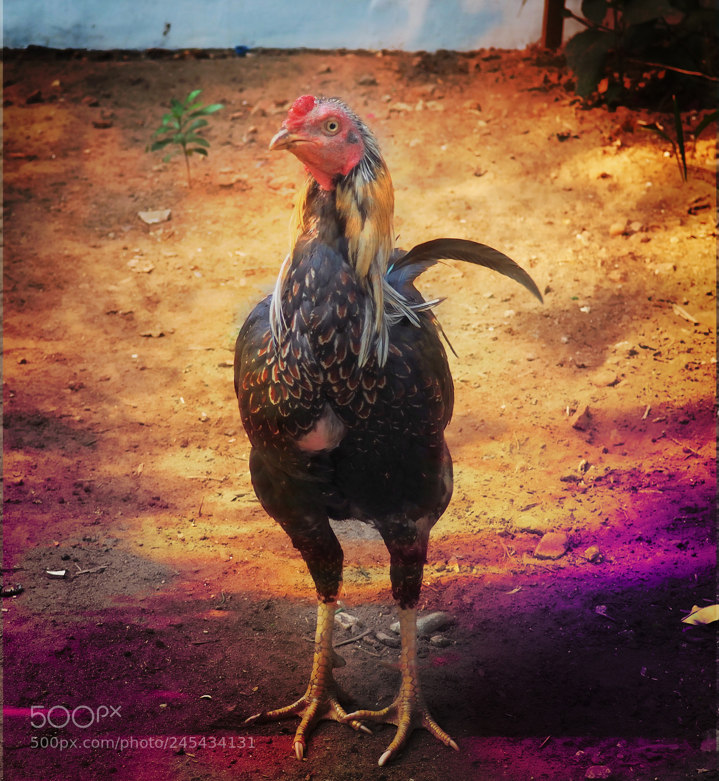 Olympus OM-D E-M10 II sample photo. Fighting chicken photography