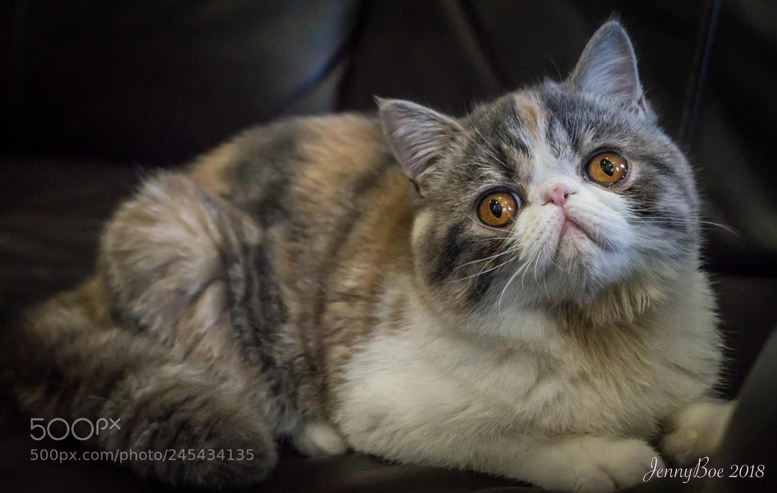 Sony SLT-A58 sample photo. Exotic shorthair cat photography
