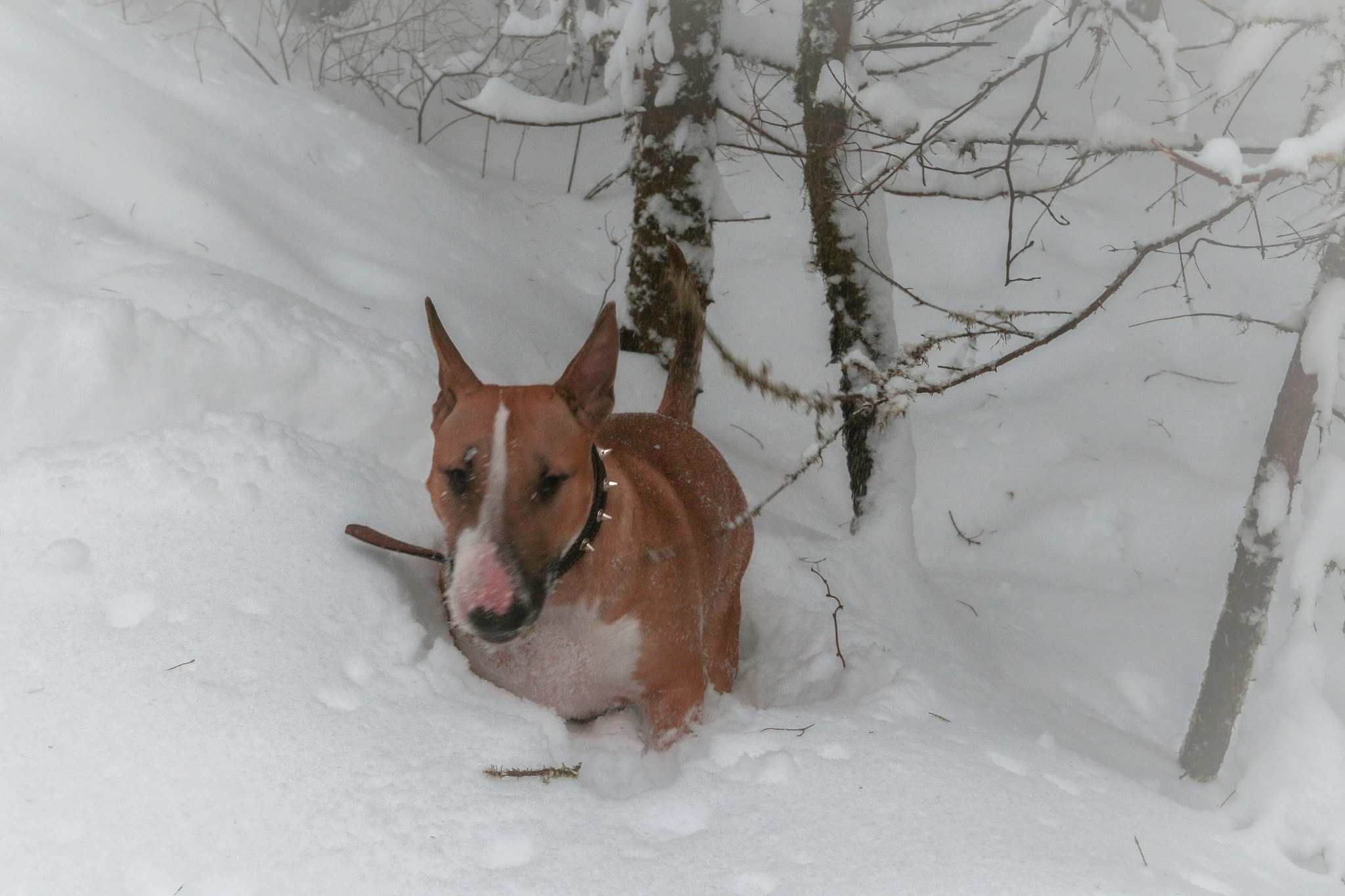 Canon EOS sample photo. Kind bull-terrier photography