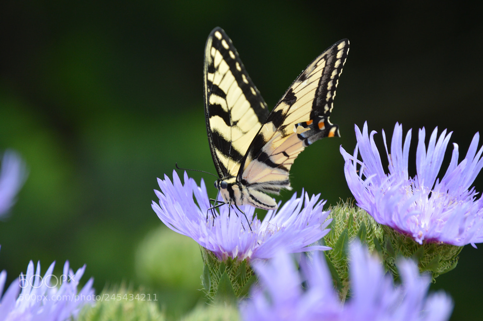 Nikon D3200 sample photo. Continuing to fly even photography