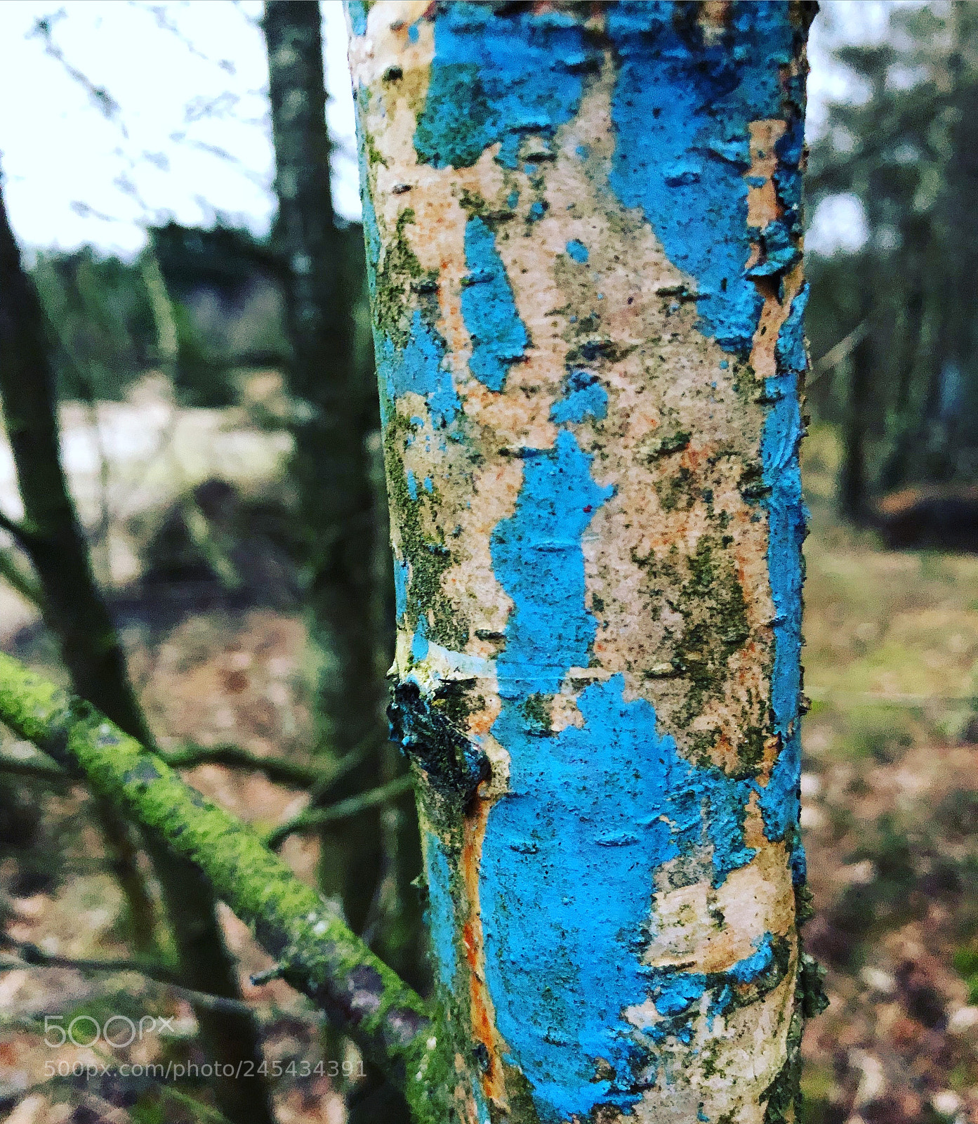 Apple iPhone 8 Plus sample photo. Closeup coloured wood in photography