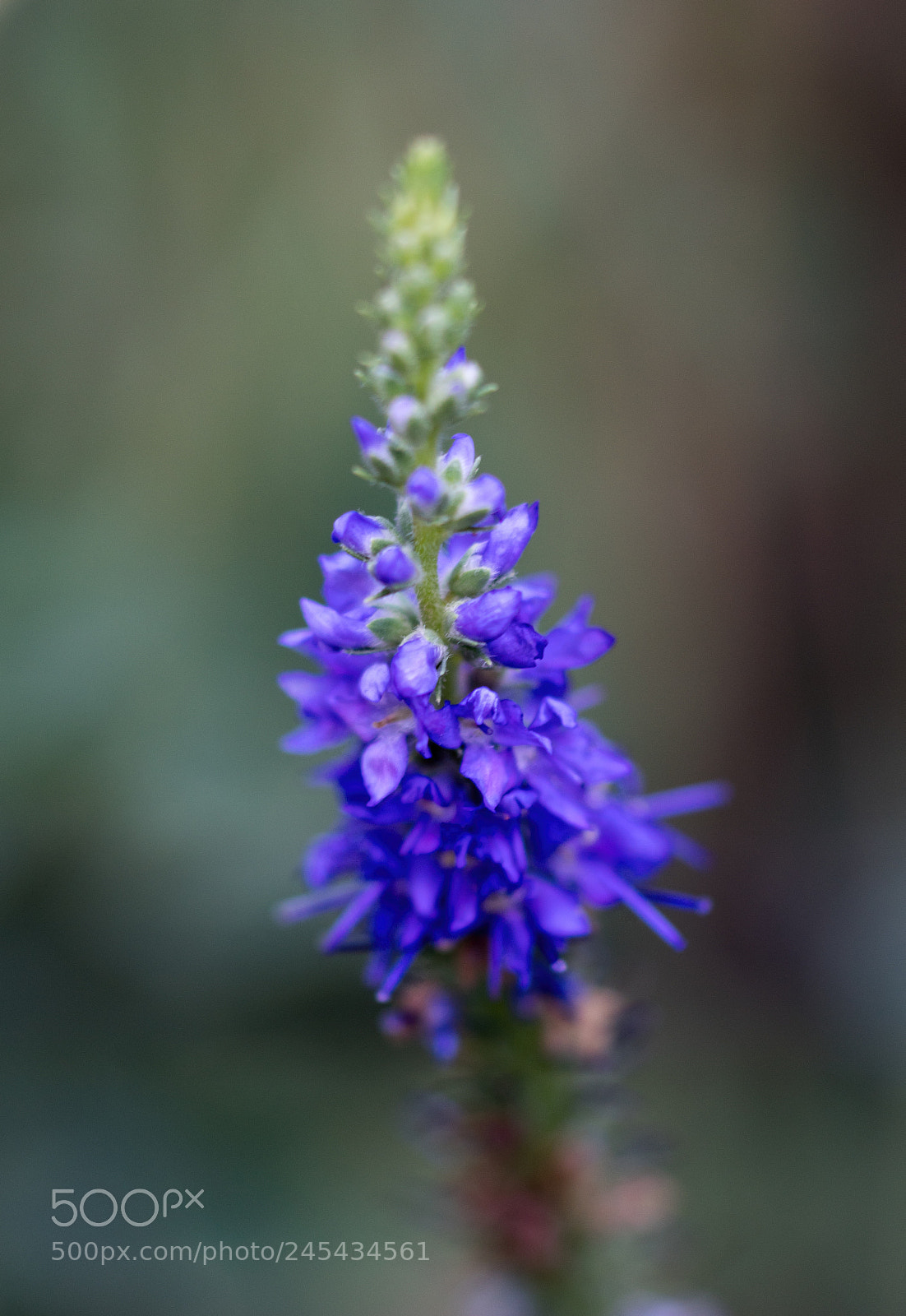 Sony SLT-A68 sample photo. Untitled photography