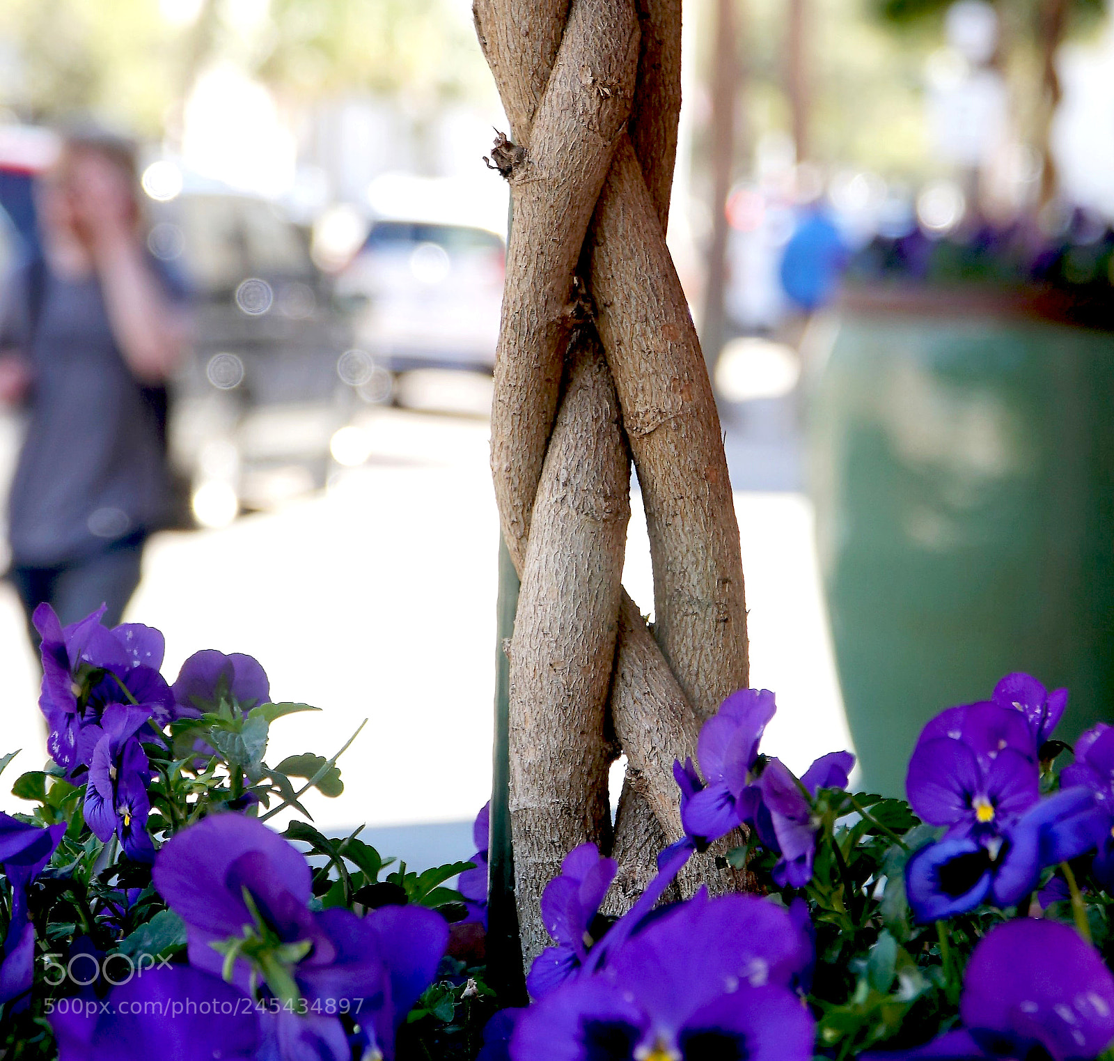 Sony a6500 sample photo. Vine & purple flowers photography