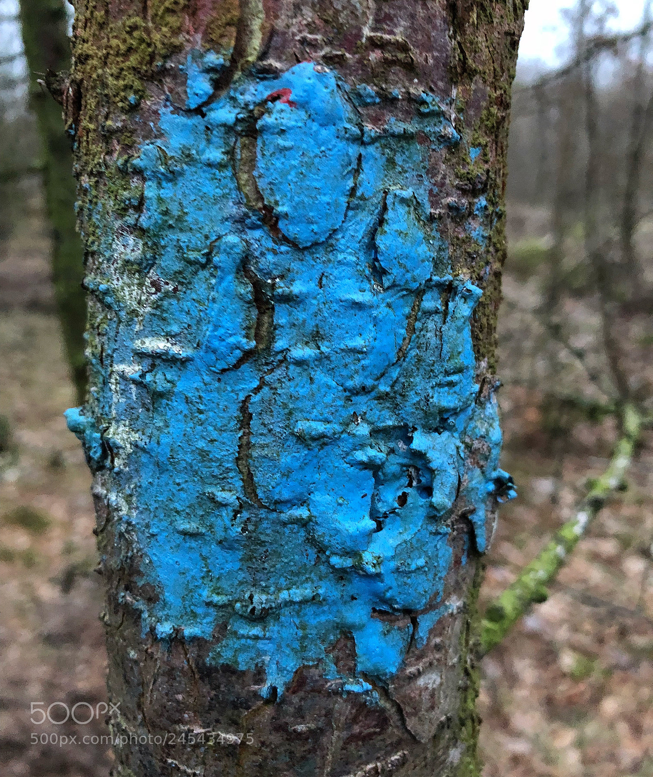 Apple iPhone 8 Plus sample photo. Coloured wood in nature photography